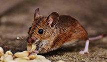 24 Hour & Emergency Exterminators in Concordville, PA